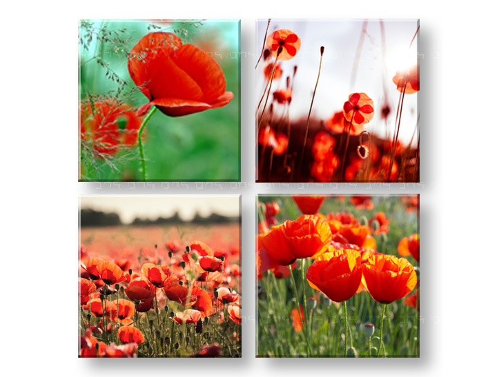 Slike na platnu Meadow of poppy poppies 4-dijelni Kolaž XOBKOL17E42