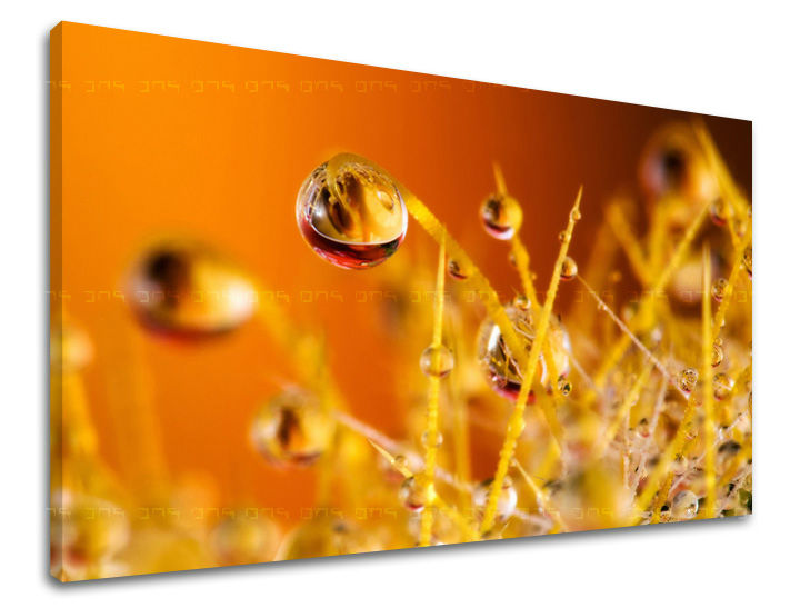 Zidna slika RASTLINES 40x60 cm