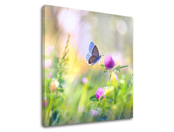 Zidna slika ŠARENO CVIJEĆE_161-12