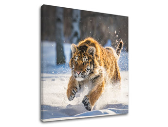 Zidna slika ŽIVOTINJE_048-12