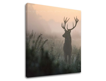 Zidna slika ŽIVOTINJE_054-12