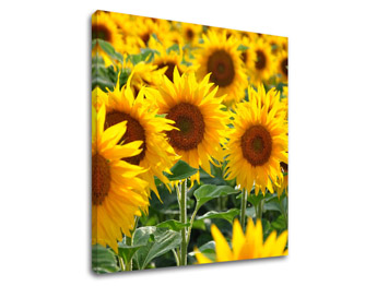 Zidna slika ŽUTO CVIJEĆE_168-12